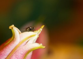 100crop copy_small.jpg