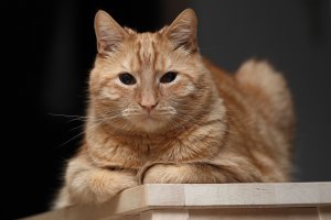 IMG_0244.JPG