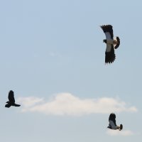 lapwings chasing crow.jpg