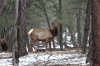 GC-Elk.jpg