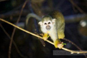 Spider-Monkey-1.jpg