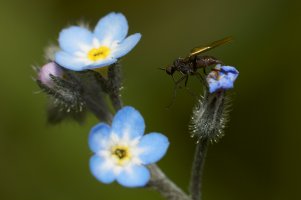 Forglem meg ei og flua.jpg