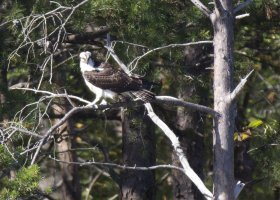 100-400 coma shot.jpg