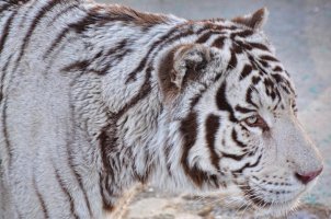 Copy of Harbin Tiger White.jpg