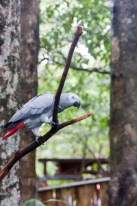 African Grey.jpg