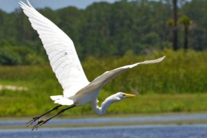 great egret.jpg