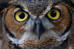 Owl-2.jpg