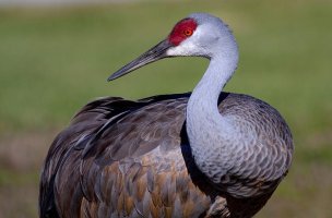 SandhillCrane.jpg