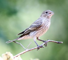 1DX Female House Finch1st bird photo.JPG