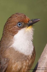 White Throated Laughing Thrush Portrait.jpg