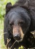 Portrait of a black bear (1 of 1).jpg