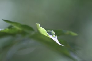 straight from RAW in DPP, no changes.JPG