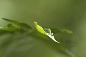 processed in dpp.JPG