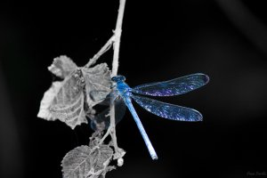 dragonfly1.jpg