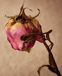 _77C6944-2 reduced.jpg