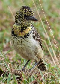 _MG_9332-Edit-Edit-Edit copy.jpg