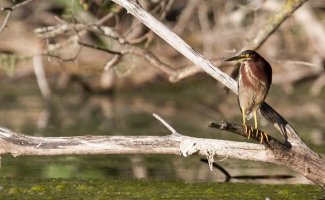 GreenHeron.jpg