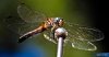 solargravity_dragonfly_two_2012.jpg