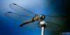 solargravity_dragonfly_one_2012.jpg