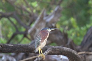 Green Heron.jpg
