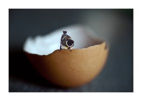 Bird_on_eggshell_01_4web.jpg