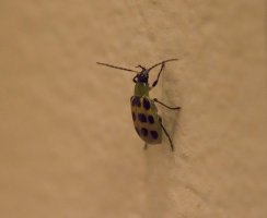 bug on mirror ISO 25600 50NR.JPG