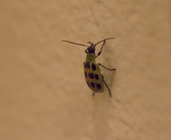 bug on mirror ISO 25600 80NR.JPG