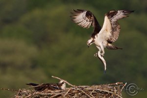 Osprey-(4).jpg