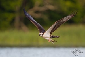 Osprey.jpg