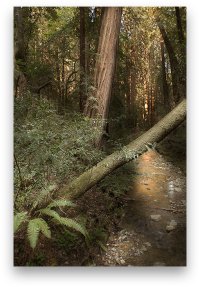 Muir-Woods.jpg