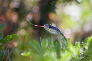 Garter-Snake.jpg