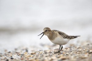 12081562 - Version 2.jpg