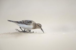 12081573 - Version 2.jpg