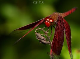 500D34 (1702 x 1267).jpg