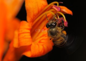 100mm10 (600 x 428).jpg