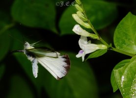 500D313 (1220 x 879).jpg