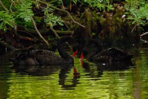 blackswans.jpg