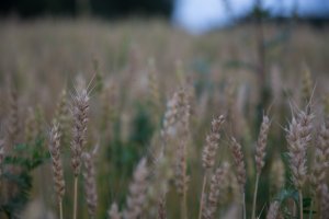 Example I of the 24-70 II at ISO 100 70mm F2.8 1-100 sec (1 of 1).jpg