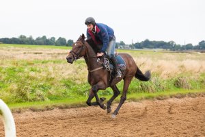 exercising ecg gallop ewinter edit.jpg