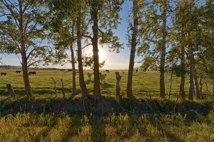 golden_hour_cows_CR.jpg