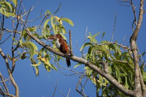 White-throated Kingfisher IMG_0013.jpg