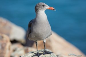 IM5D2513 Heermann's Gull_AG RSZ.jpg