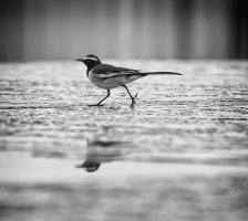 White-browed Wagtail  IMG_0090 copy.jpg