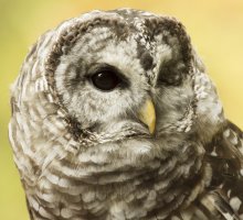 BarredOwl.jpg