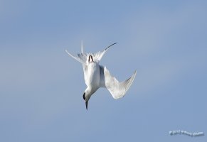 IM5D2586_resize Forster's Tern.JPG