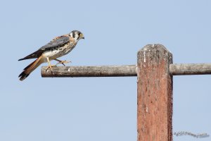 IM5D2556 American Kestrel Sharp Crop-2AG.jpg