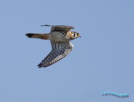 IM5D2580 American Kestrel In Flight AG crop.JPG