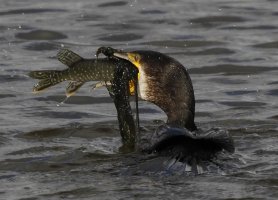 FishinCormorantMouthSharp.jpg