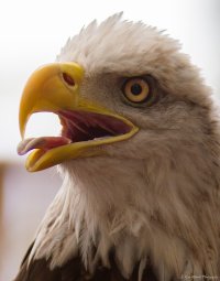 Bald Eagle W&W Trout Lake-5.JPG