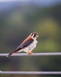 American Kestral-162- dpp.JPG